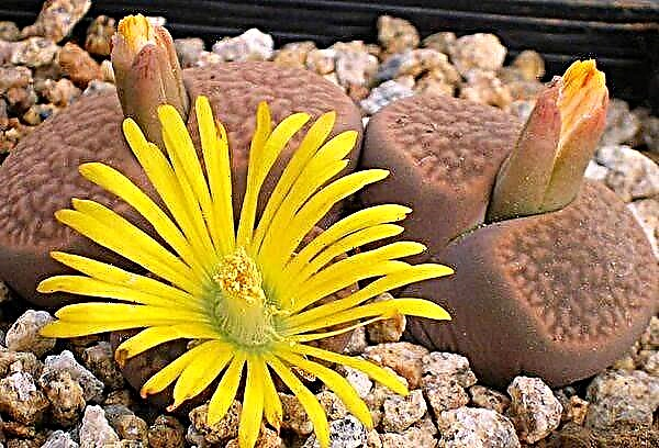 Garden of living stones, or How to care for lithops
