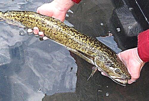 How to quickly and correctly clean burbot