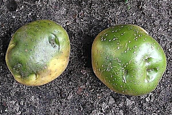 Pomme de terre aux côtés verts: est-il possible de manger si vous coupez la pelure?