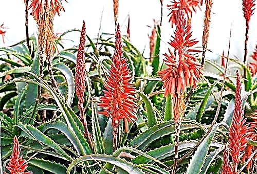 Rules for caring for aloe at home