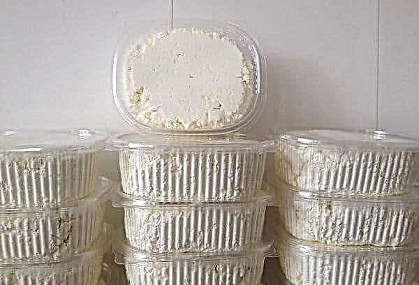 Is it possible to store cottage cheese in the freezer: 4 simple rules