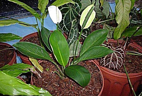 How to care for spathiphyllum at home