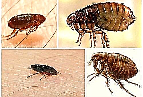 The most effective methods for removing fleas from an apartment