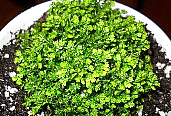 Rules for the care and reproduction of selaginella