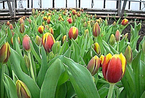 Where and how to save tulip bulbs until spring