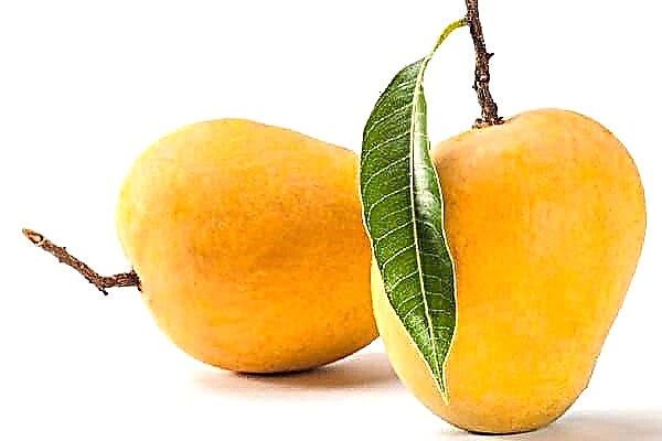 De koning van fruit - mango: we begrijpen hoe het is en hoe het nuttig is