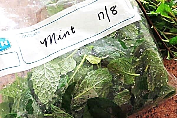 Is it possible to freeze mint: three ways to keep it fresh and fragrant until spring