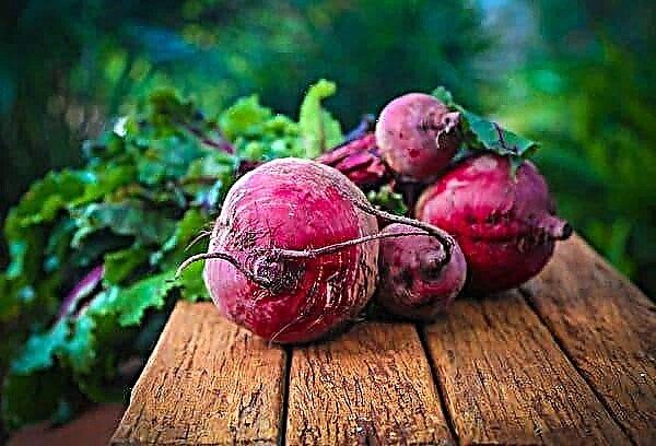 How to freeze beets for the winter in the freezer for various dishes