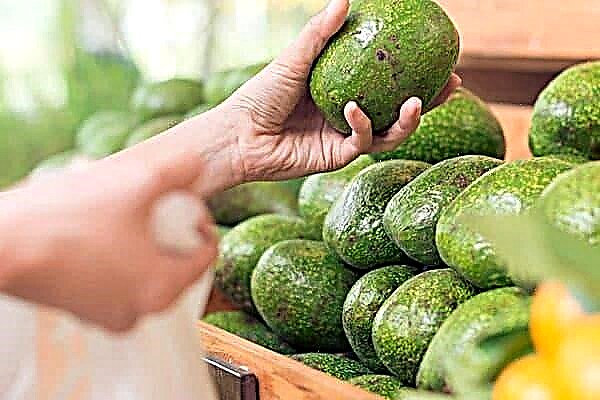 Bought an unripe avocado? Help him ripen at home in one of 6 ways