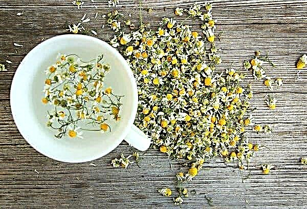 How to dry a camomile at home - experts say