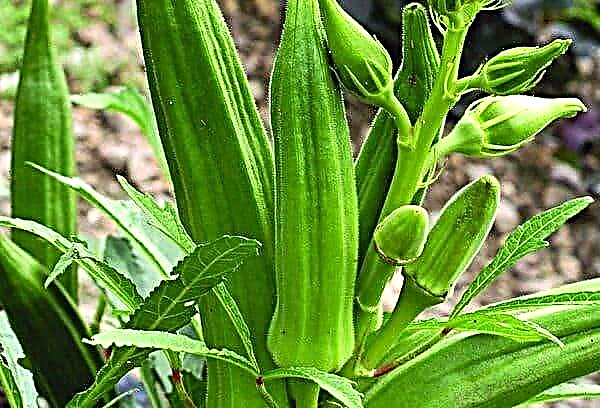 Okra: what kind of vegetable is it and what does it eat with?