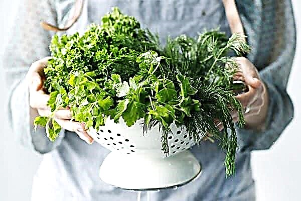 Ako udržať čerstvé bylinky v chladničke na dlhú dobu: 8 jednoduchých spôsobov