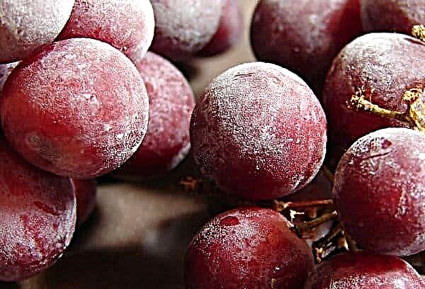 Why freeze grapes for the winter: 5 options for freezing
