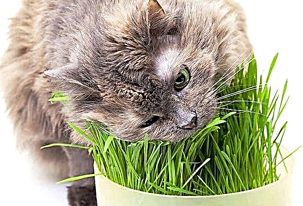 عشب القطط: ما هو مطلوب وكيف تنمو في المنزل