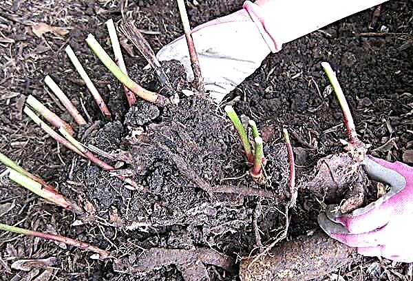 Todo sobre el cuidado del crisantemo casero desde la siembra hasta la invernada