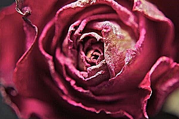 Como secar rosas em casa, preservando a cor e a forma?