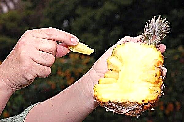 Jak si vybrat čerstvý, zralý a chutný ananas: Novoroční betlém pro ty, kteří jdou do obchodu