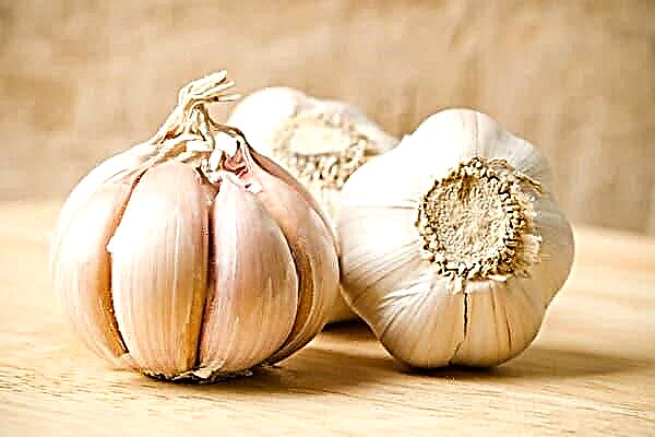 Now it will not be lost: 7 ways to store garlic in a glass jar all winter