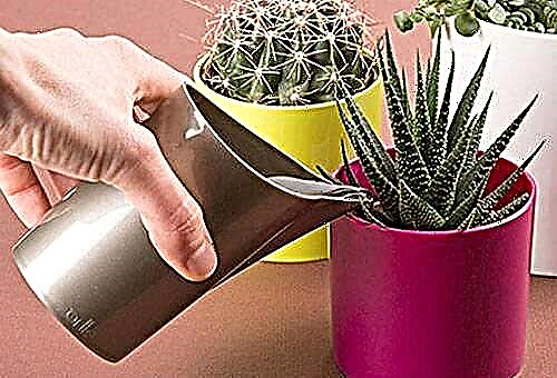 Cactus sur votre rebord de fenêtre et prenez soin d'eux à la maison