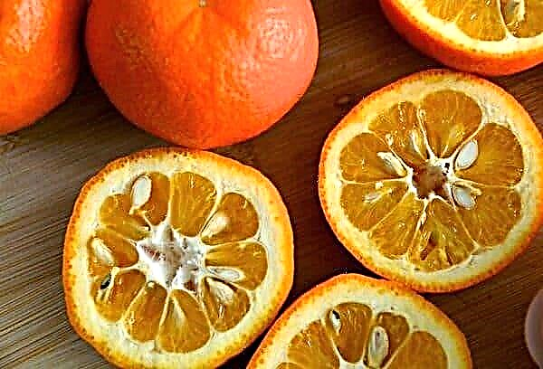 كيفية تنبت بذور البرتقال: تعليمات خطوة بخطوة.