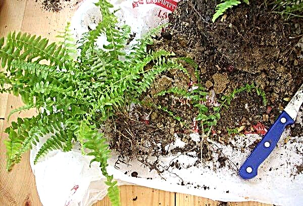 Fountain of green leaves: how to care for fern nephrolepis