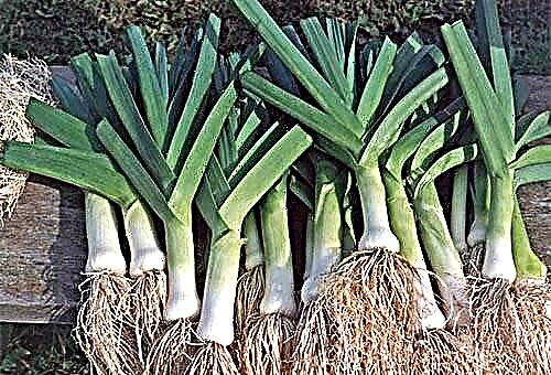 When is it necessary to clean leeks and how to store it properly?