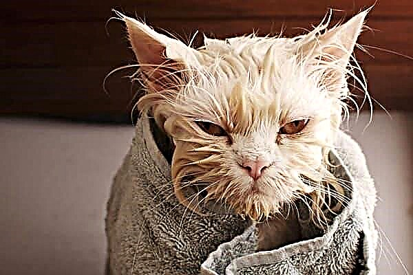 ¿Cómo bañar a un gato en el baño sin demasiado estrés?