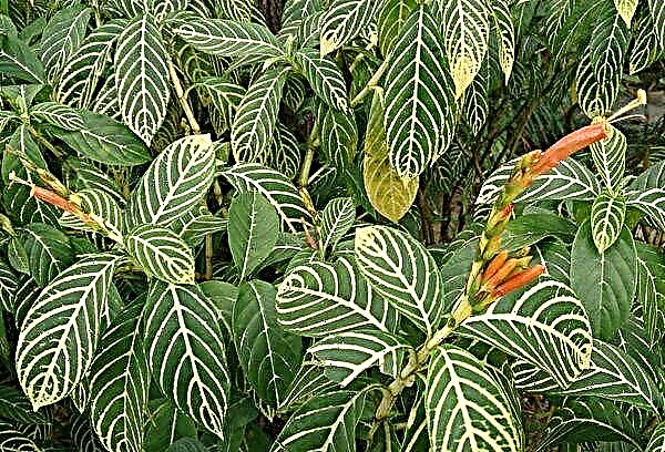 How to care for sanchezia for landscaping