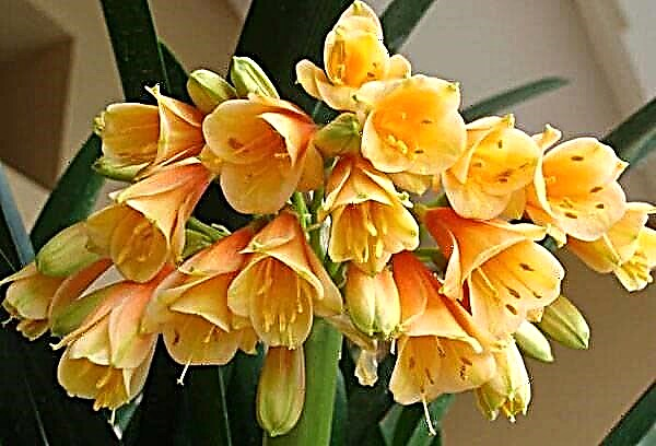 Clivia care and breeding at home