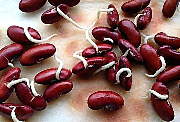 A convenient way to quickly sprout beans for food and for school at home