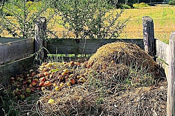 As maçãs podem ser jogadas no poço de compostagem?
