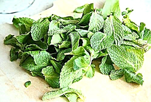 How to collect, dry and store mint at home?