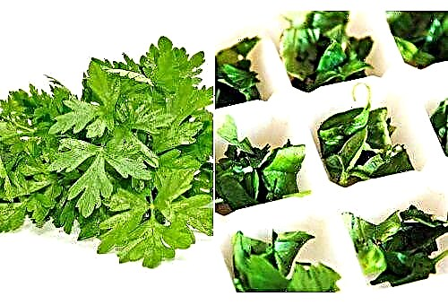 How to keep fresh parsley for the winter?