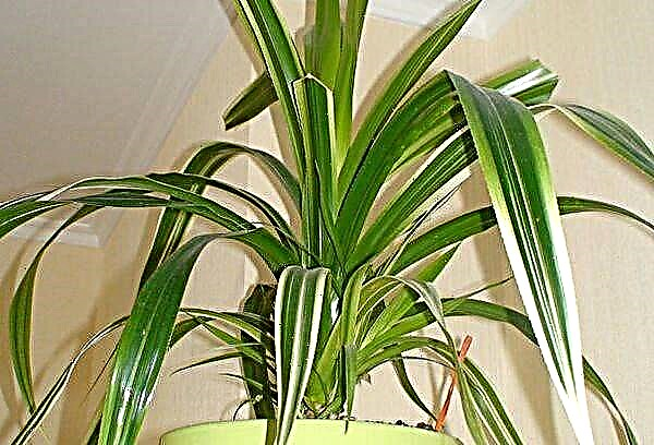Homemade palm tree - how to care for a pandanus