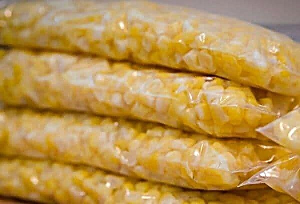 Як заморозити кукурудзу на зиму - цілі качани і зерна розсипом