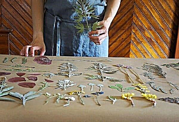 Learning how to dry flowers and leaves for a herbarium