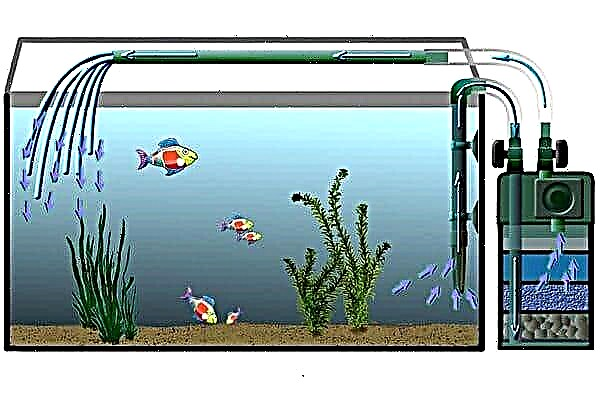 How to put a filter in the aquarium: we work with external and internal treatment systems