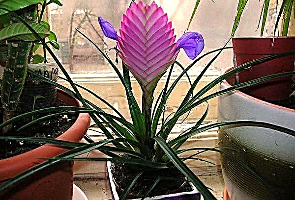How not to get confused in the views and provide competent care for Tillandsia