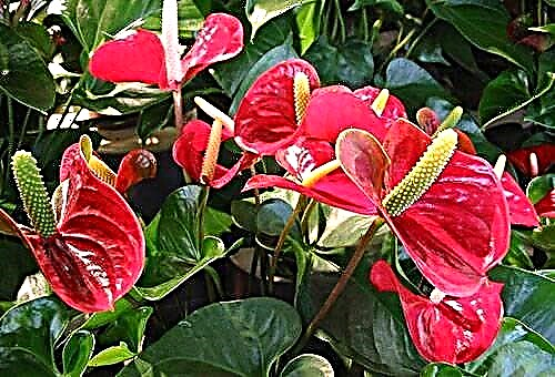 Popular types of anthurium, especially flower care at home