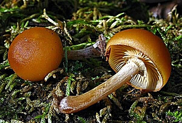 How to distinguish edible mushrooms from poisonous ones?