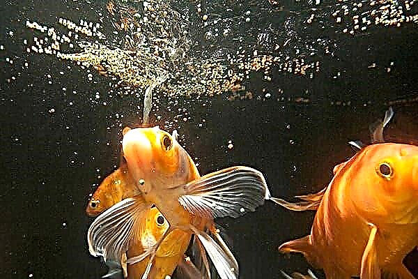 Warum kommt ein unangenehmer Geruch aus dem Aquarium und wie kann dieses Problem gelöst werden?
