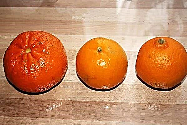 Como armazenar tangerinas e qual variedade vai durar mais tempo no apartamento?