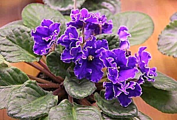 Is it possible to keep violets at home: what omens say