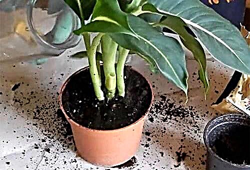 Features of care of dieffenbachia at home, transplantation and reproduction