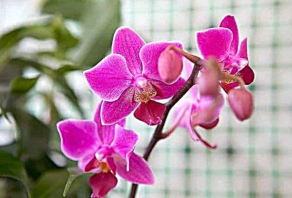 Why orchids cannot be kept at home: bad and good omens, health effects