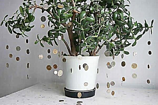 Is it possible to keep a money tree at home? Signs for good luck