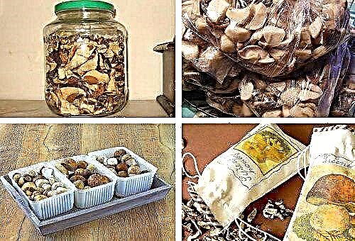 We store dried mushrooms: how, where, how much?