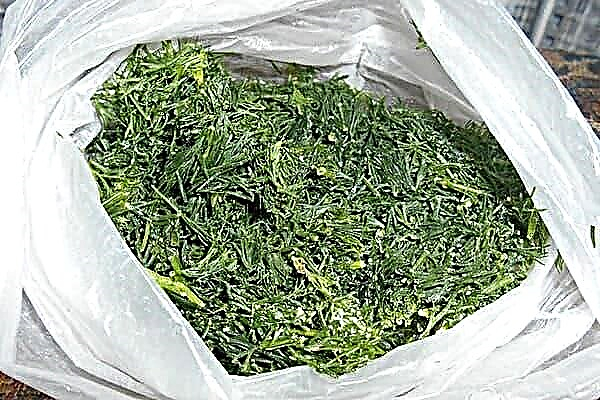 3 ways to freeze dill for the winter and not get tasteless greens