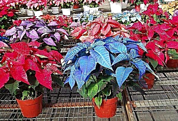 How to grow poinsettia at home or (Star of Bethlehem)