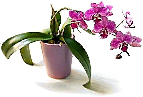 Wie pflege ich Orchideen zu Hause?